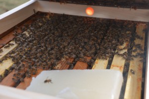 Honeybees, Fondant and Shim