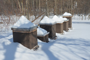 rr_hives_snow_small