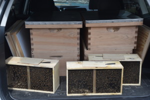 Honeybee packages!